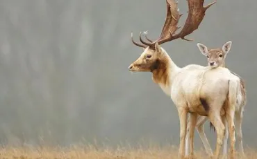 Quiz Animaux