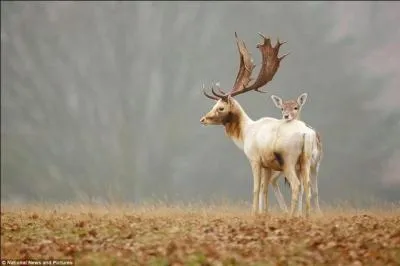 Quel est cet animal ?