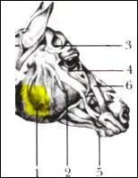 L'endroit en jaune (n°1) montre quel muscle ?