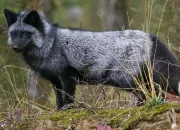 Quiz Des animaux que l'on ne connat pas souvent !