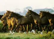 Quiz Races de chevaux