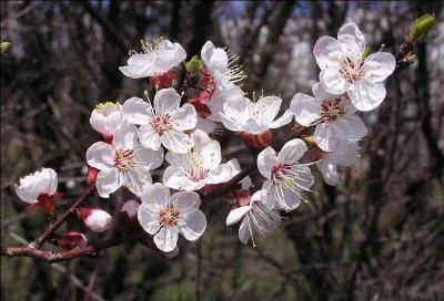 Les feuilles de "l'abricotier" paraissent avant les fleurs.