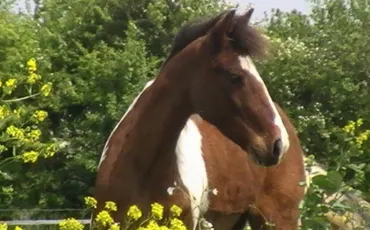 Quiz Chevaux