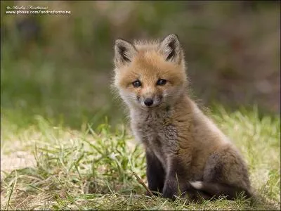 Comment se nomme le bébé renard ?