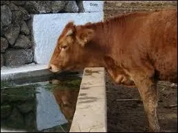 Que boit une vache ?