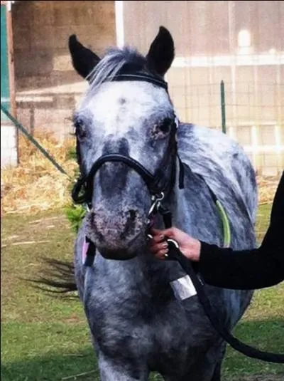 Avec quoi nourrir un cheval ?