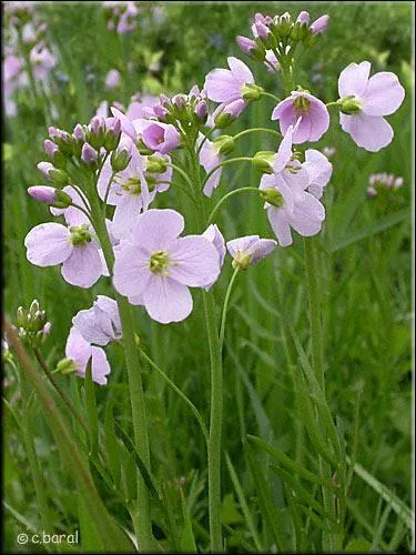 La cardamine des prés, ou cresson des prés, ... dans les terrains humides, le long des lisières fraîches et des fossés.