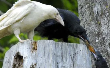 Quiz Animaux