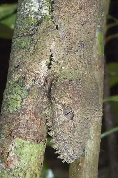 Cet animal a une particularité, ses pattes sont adhésives, sur à peu près n'importe quelle surface, le voyez-vous sur la photo ?