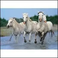 Le cheval de Camargue vit en :