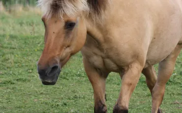 Quiz Chevaux