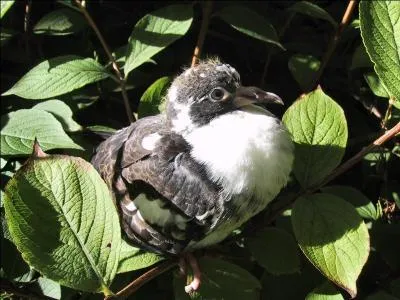 Je suis un oiseau granivore. Ma maman roucoule. C'est...