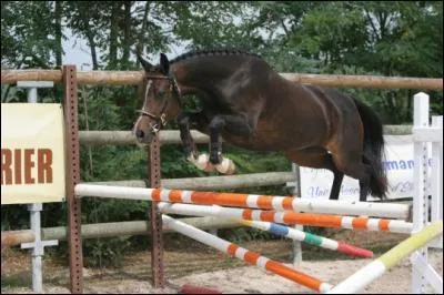 Quel est le record du monde de saut d'obstacles en hauteur ?