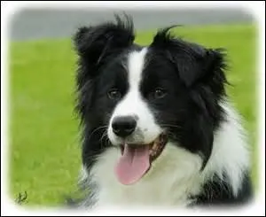 Quelle est la race du chien représenté sur la photo ?