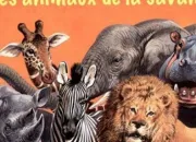 Quiz Les animaux de la savane