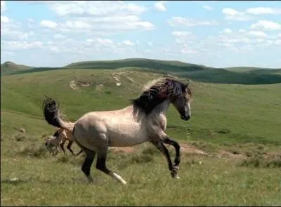 De quelle langue vient le mot "mustang" ?