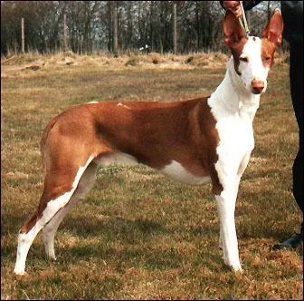 À quelle race ce chien appartient-il ?