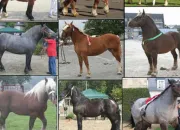 Quiz Nos amis les chevaux