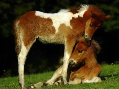 Le cheval est :