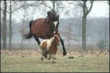 A partir de quelle taille un poney devient-il un cheval ?