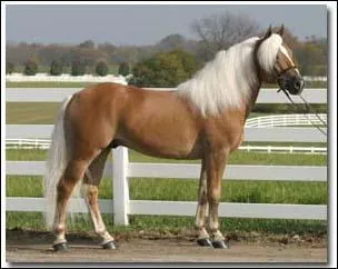 Quelle est la robe de cet Haflinger ?