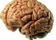 Quiz Notre cerveau