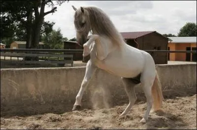 L'andalou est un cheval :