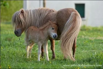 Ce bébé animal est un poulain, bien sûr. Mais quelle est sa race ?