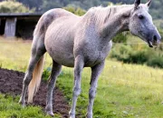 Quiz Robe et race de cheval