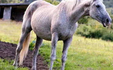 Quiz Chevaux