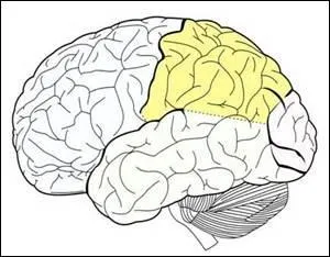 Quelle est cette partie du cerveau ? (en jaune)