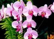 Quiz Les orchides