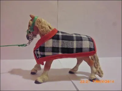 Quelle est la robe de cet Haflinger ?