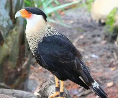 Cet oiseau majestueux fait figure d'emblème sur le drapeau du Mexique et son nom pourrait être aussi le refrain d'une chanson : quel est ce falconidé ?