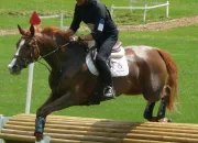 Quiz Races de chevaux - L'Anglo-arabe