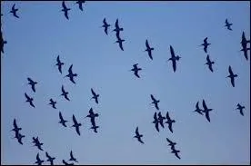 Quel artiste français inspira Saint-John Perse pour son recueil "Oiseaux" ?