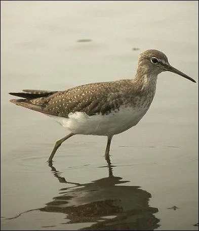 Voyons un peu l'équipement de ce "chevalier" : deux jambes... c'est bon, le plastron... ok ! L'épée... bien pointue. Mais qu'a-t-il de plus ?