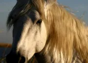 Quiz Le cheval de Camargue