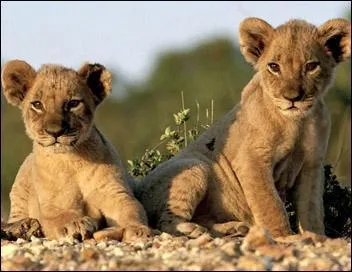 Comment se nomment les deux petits héros ?