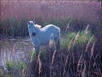 Quelle est la race de ce cheval ?