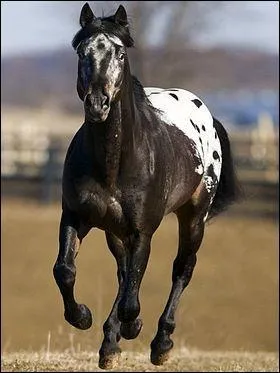 L'appaloosa est...