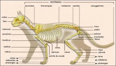 À quel animal ce squelette appartient-il ?