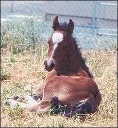 Samson est un poney.