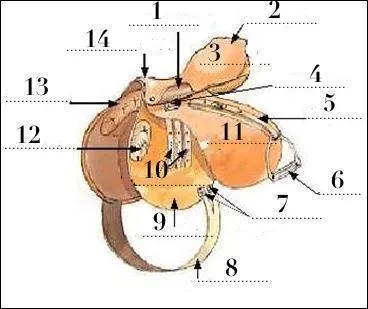 Comment s'appelle le numéro 14 ?