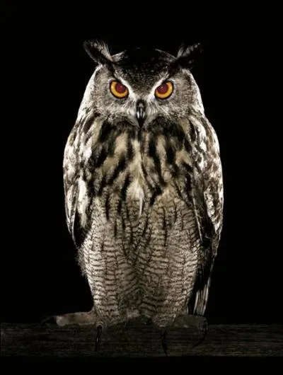 Est-ce que le hibou bout ?