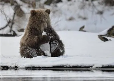 Si je vous montre ce gros nounours, c'est pour une bonne raison, trouvez deux prénoms !