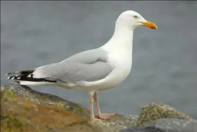 C'est sûr c'est une mouette.