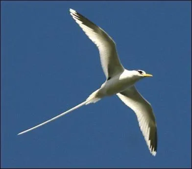 [Animaux] Cet oiseau est l'emblème de l'île de la Réunion, il s'agit du  :