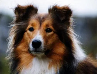 Ce chien est un cocker .