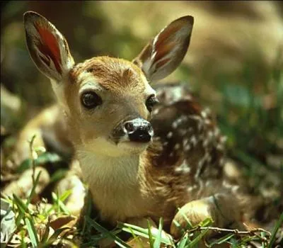 Comment s'appelle le petit de la biche et du cerf ?